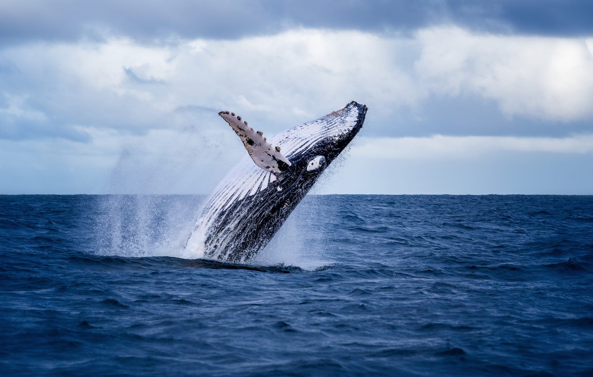 Whale Watching in Virginia Beach - Holiday Inn and Suites Virginia